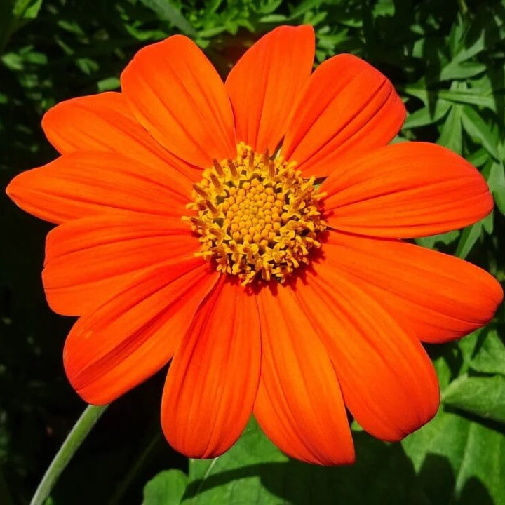 Tithonia Rotundifolia Seeds - Flower Plant