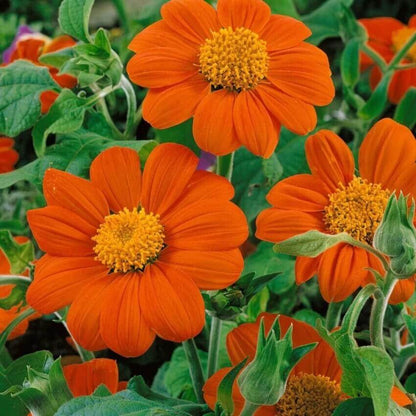 Tithonia Rotundifolia Seeds - Flower Plant