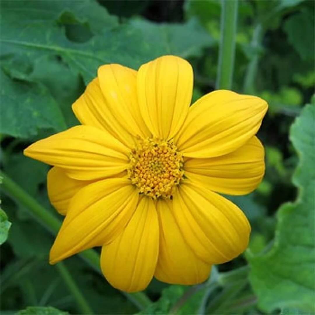 Tithonia Seeds - Flower Plant