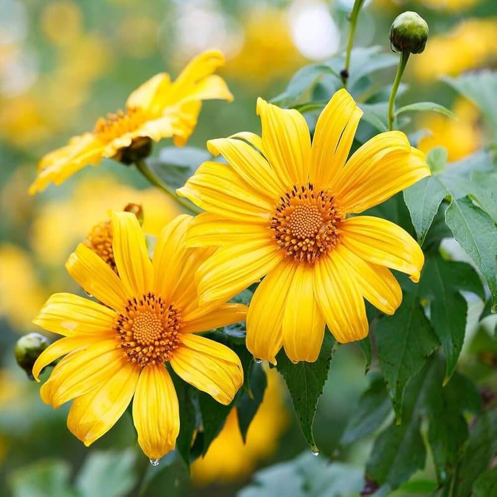 Tithonia Seeds - Flower Plant