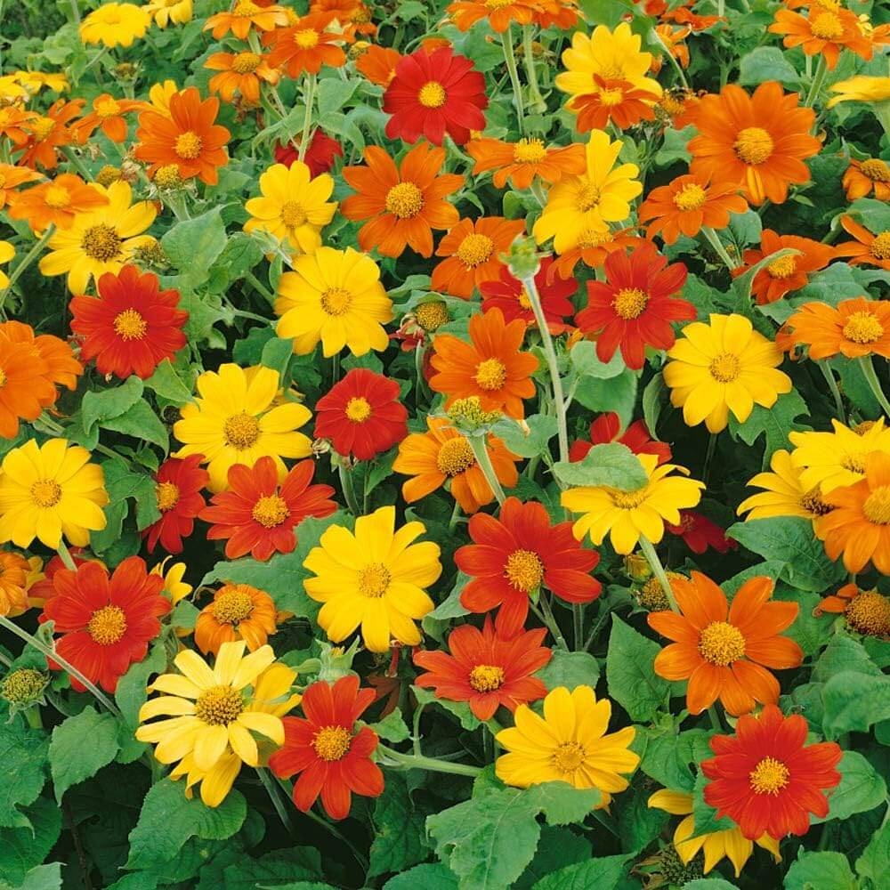 Tithonia Seeds - Flower Plant