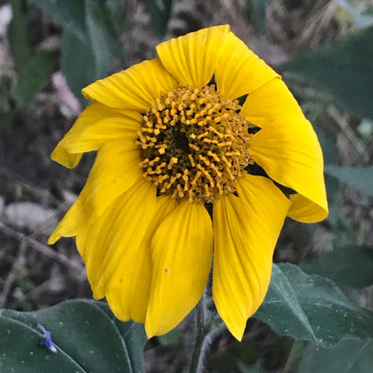 Tithonia Tubiformis Seeds - Heirloom Flower Plant for Home Gardens
