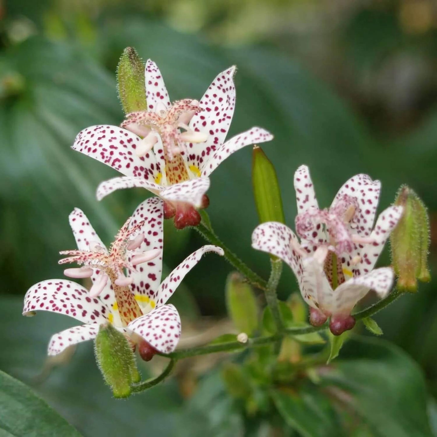 Toad Lily seeds - Flower Plant