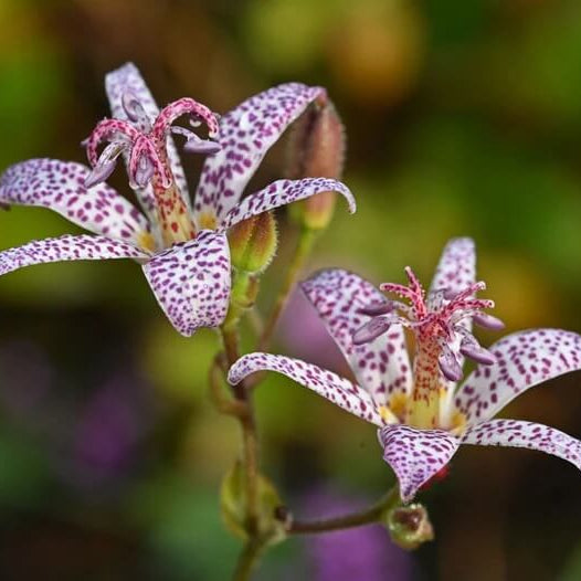 Toad Lily seeds - Flower Plant