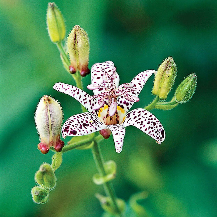 Toad Lily seeds - Flower Plant