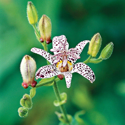 Toad Lily seeds - Flower Plant