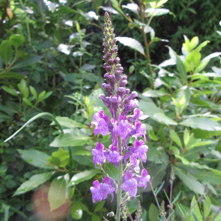 Toadflax seeds - Flower Plant for Home Gardens