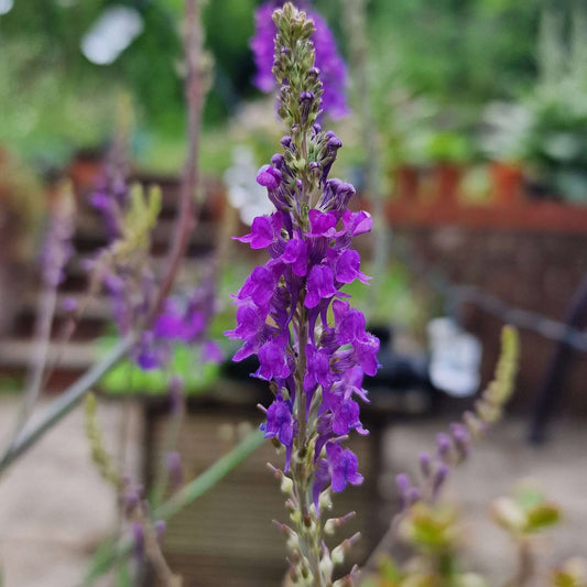 Toadflax seeds - Flower Plant for Home Gardens