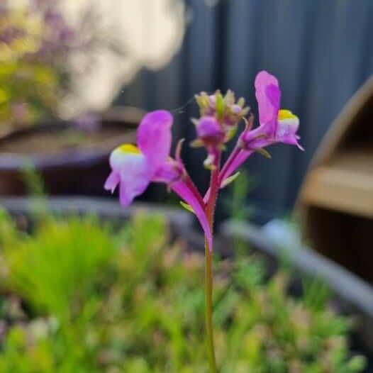 Toadflax seeds - Flower Plant for Home Gardens
