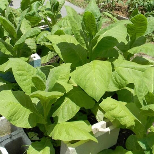 Tobacco Seeds - Herbal Plant for Home Gardens