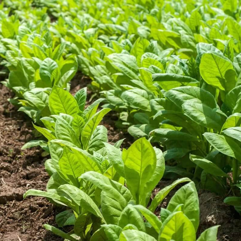 Tobacco Seeds - Herbal Plant for Home Gardens