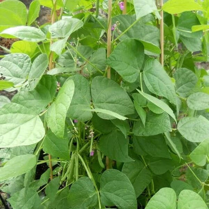 Tohono O’odham Tepary Beans Seeds
