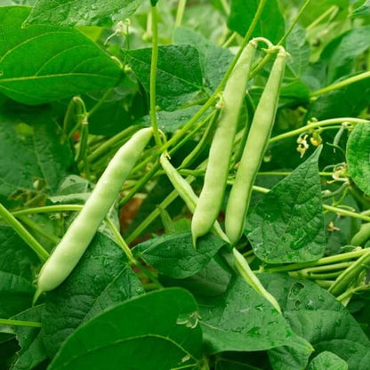 Tohono O’odham Tepary Beans Seeds