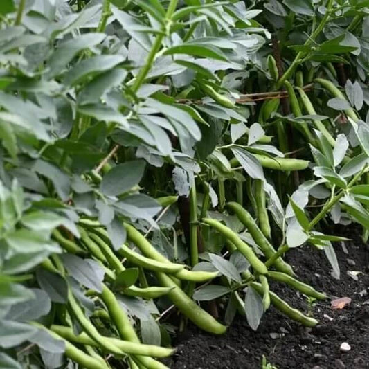 Tohono O’odham Tepary Beans Seeds