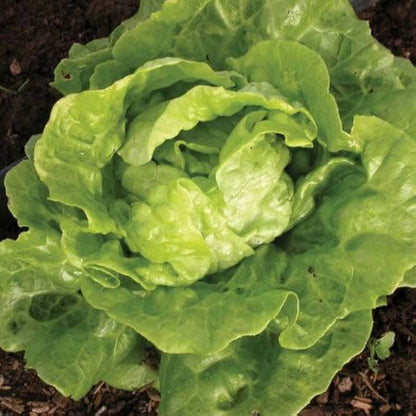 Tom Thumb Lettuce Seeds