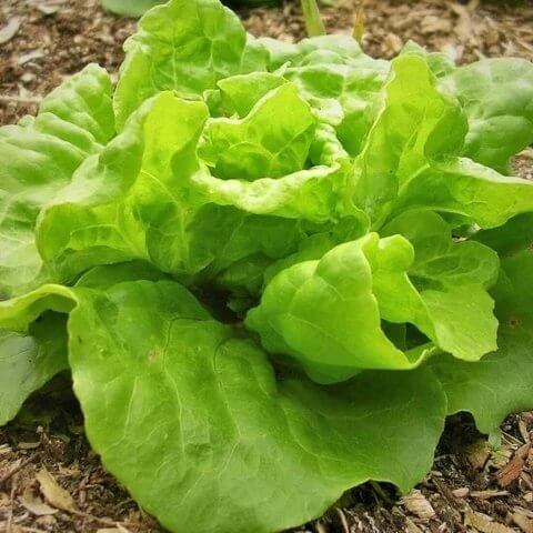 Tom Thumb Lettuce Seeds