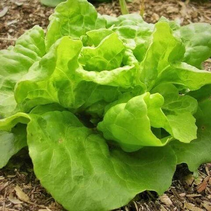 Tom Thumb Lettuce Seeds