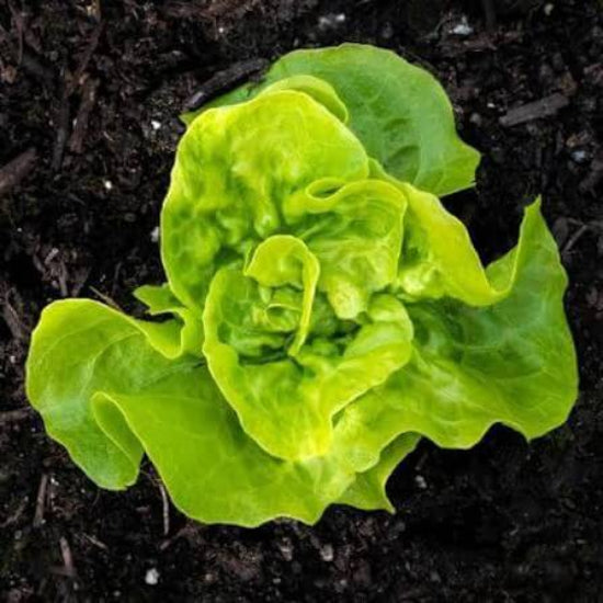 Tom Thumb Lettuce Seeds