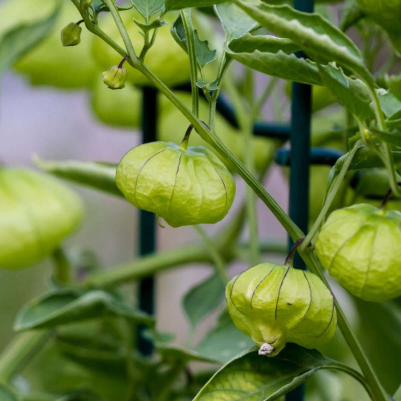 Tomatillo Seeds