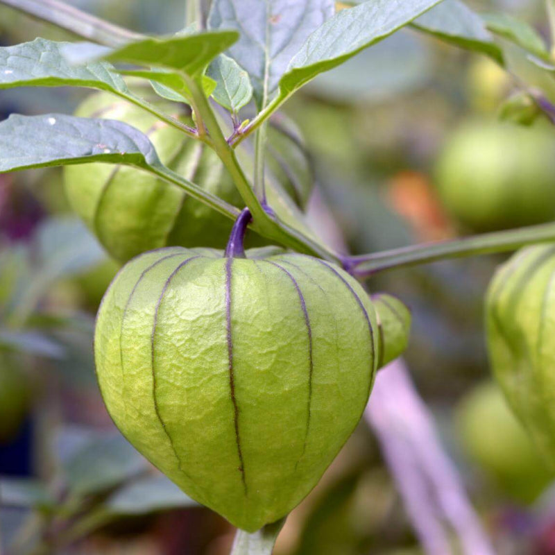 Tomatillo Seeds