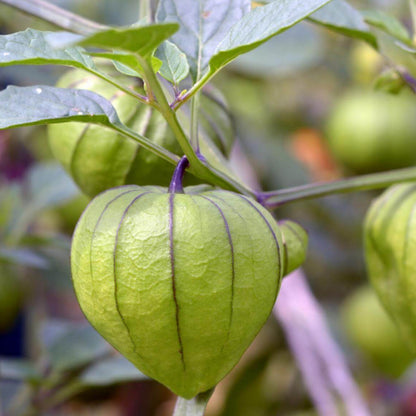 Tomatillo Seeds