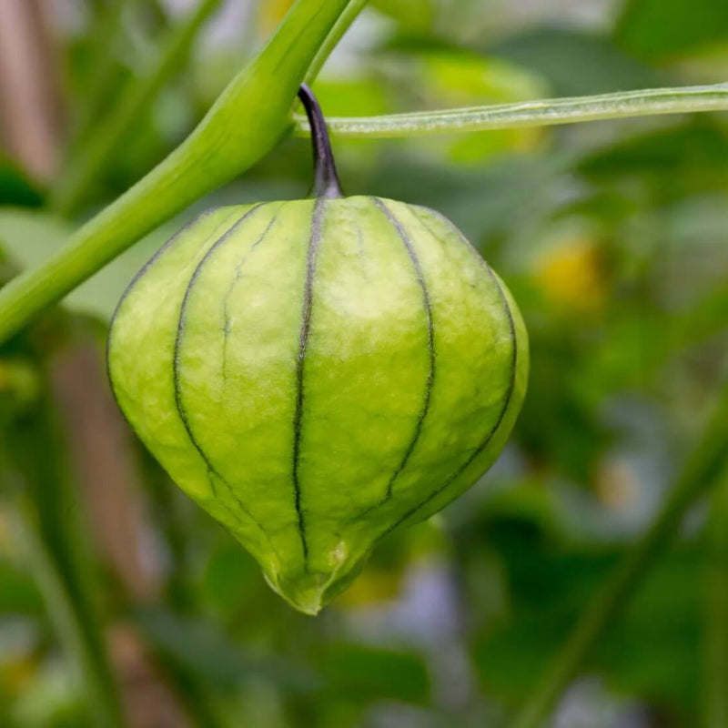 Tomatillo Seeds