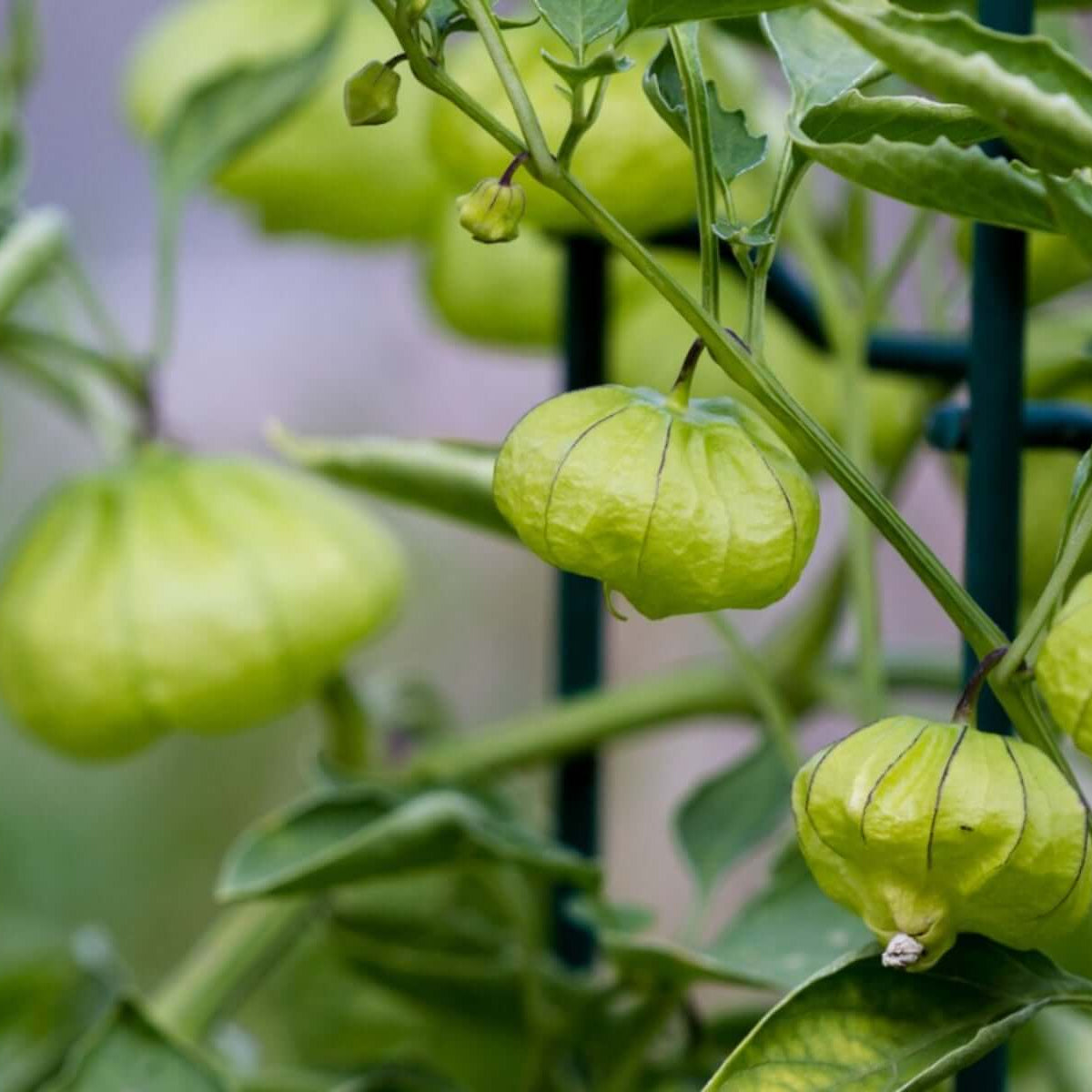 Tomatillo seeds - Vegetable Plant