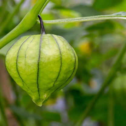 Tomatillo seeds - Vegetable Plant