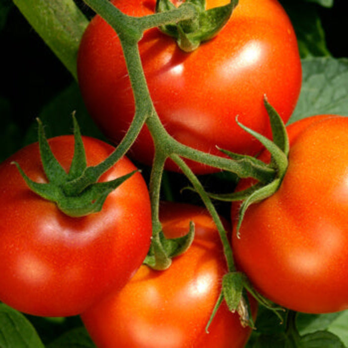 Tomato seeds - Vegetable Plant