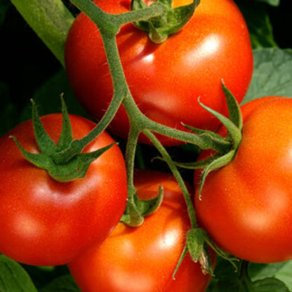 Tomato seeds - Vegetable Plant