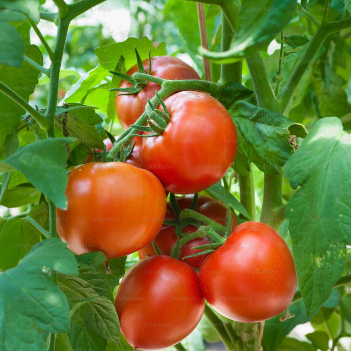 Tomato Seeds