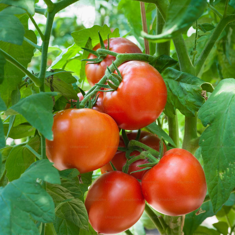 Tomato Seeds