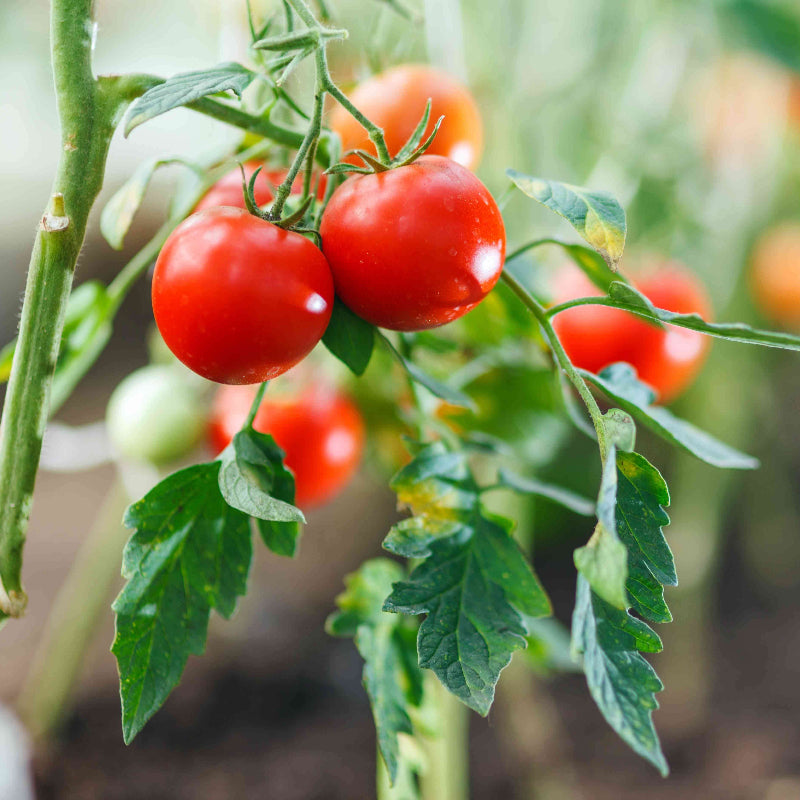 Tomato Seeds