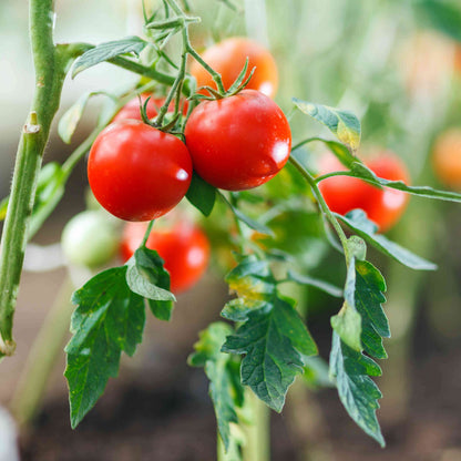 Tomato Seeds