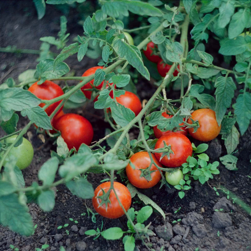 Tomato Seeds