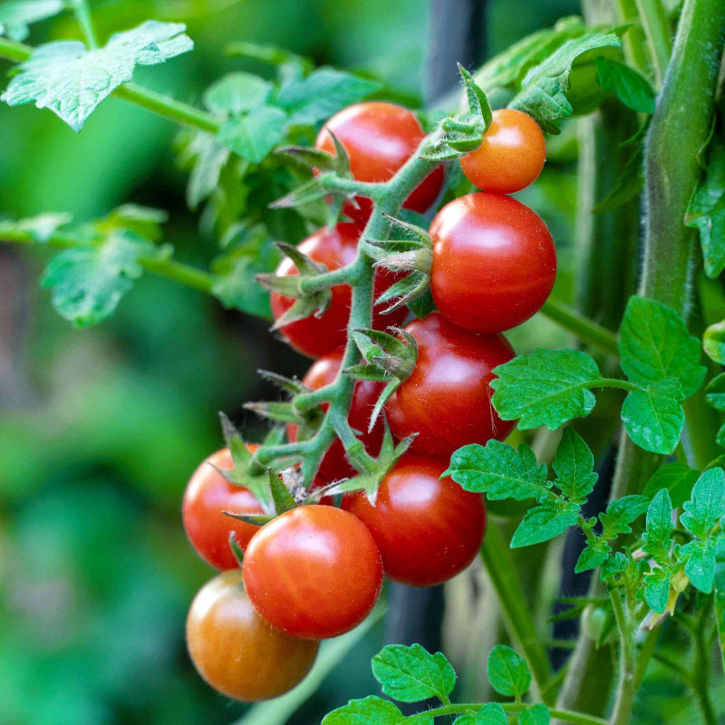 Tomato Seeds