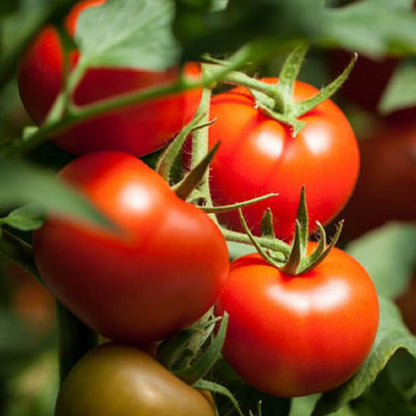 Tomato Seeds - Vegetable Plant for Home Gardens