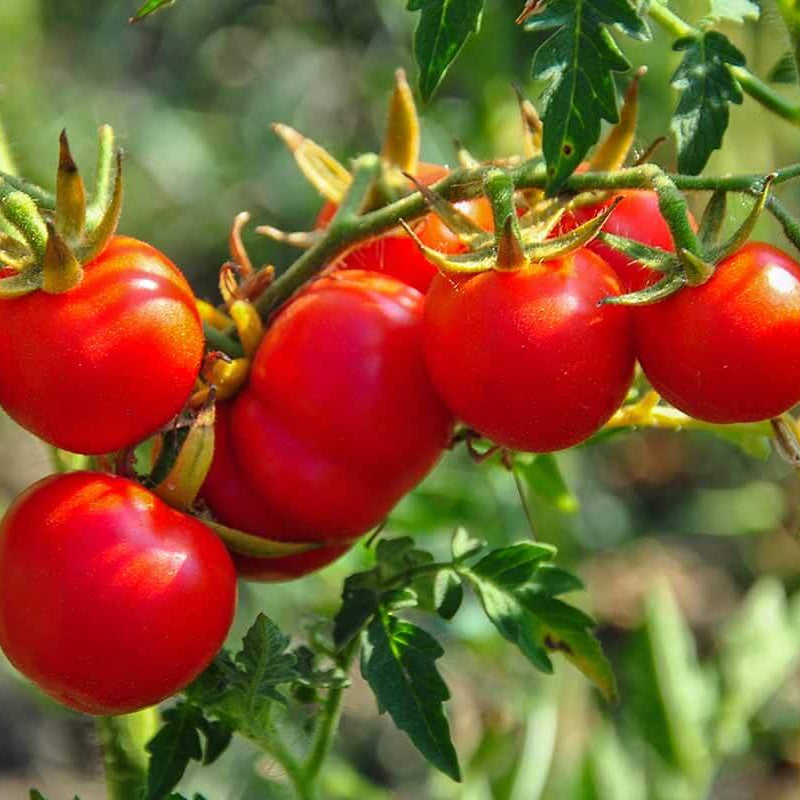 Tomato Seeds