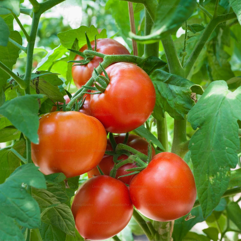 Tomato Seeds