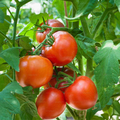 Tomato Seeds