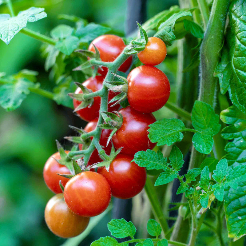 Tomato Seeds