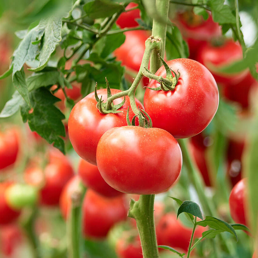 Tomato Seeds