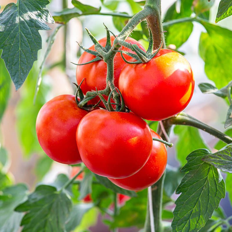 Tomato Seeds