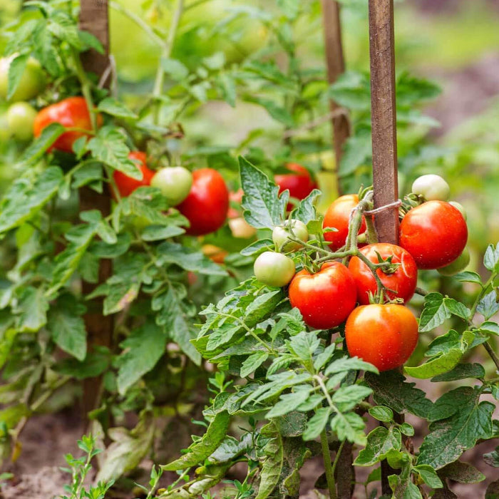 Tomato Seeds - Vegetable Plant for Home Gardens