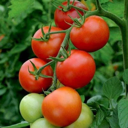 Tomato Seeds - Vegetable Plant for Home Gardens
