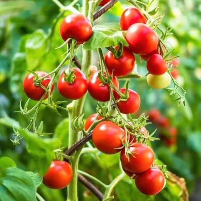 Tomato Seeds for Planting