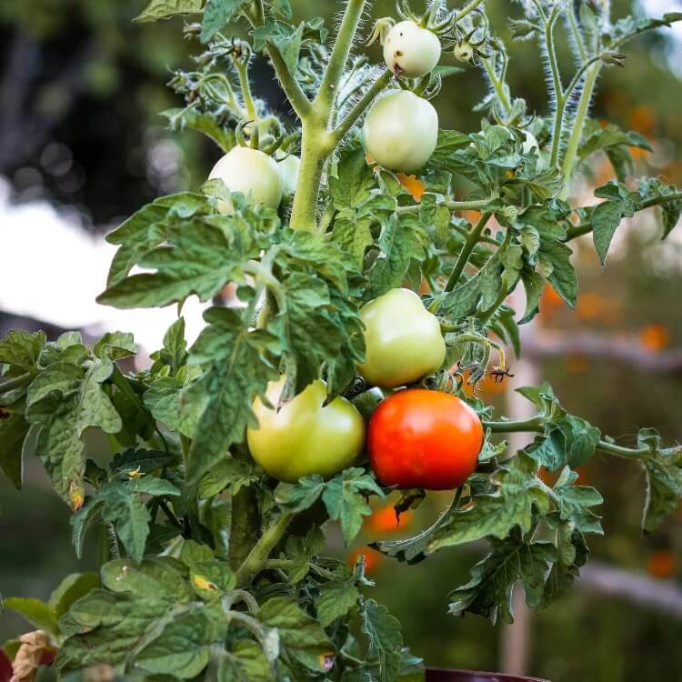 Tomato Seeds for Planting