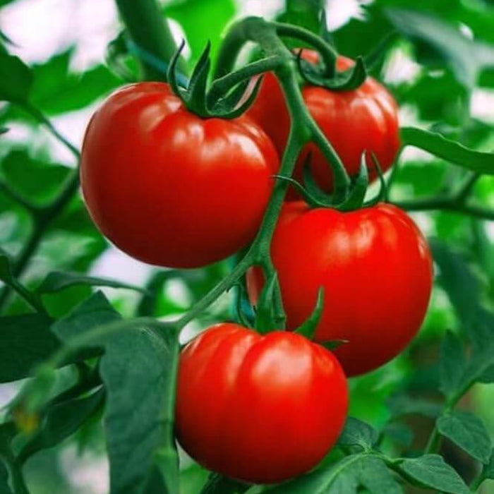 Tomato seeds - Vegetable Plant
