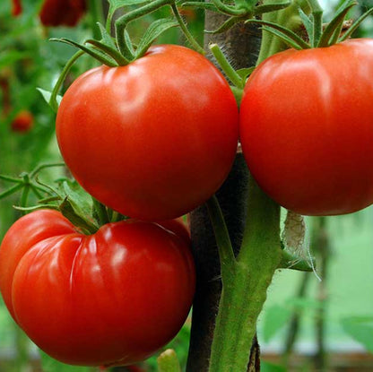 Tomato seeds - Vegetable Plant
