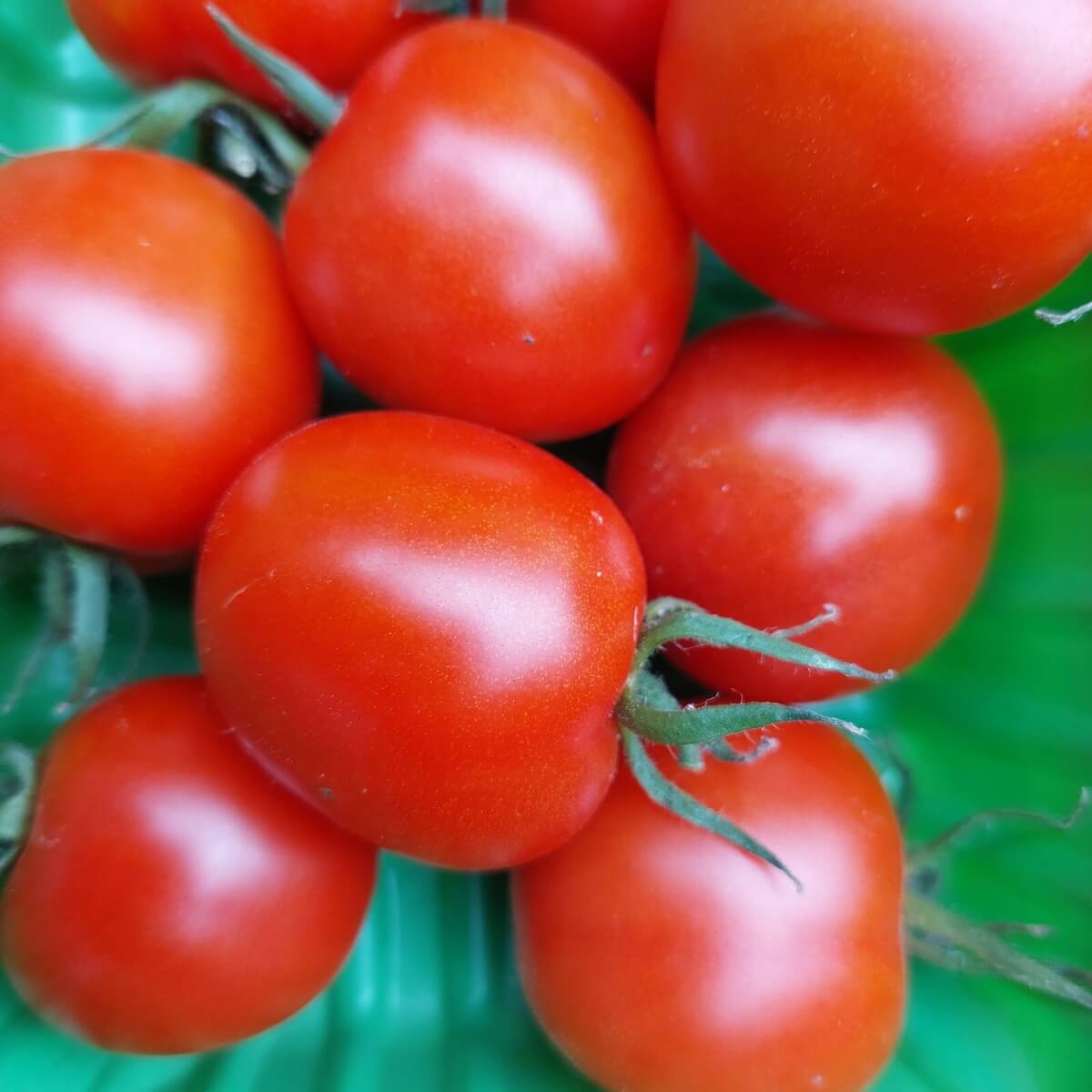 Tomberry Tomato Seeds 